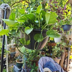 Bonita Planta De Porche 