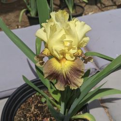 Blooming Iris "Songs With Frogs"
