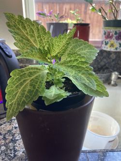 Beautiful Parrot Green Croton 