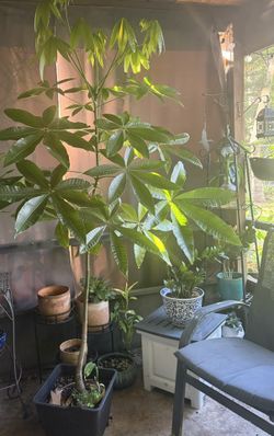 MONEY TREE