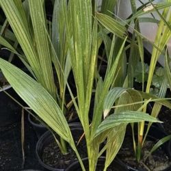 7" Potted 5+ Yrs Medjool Date Palm Tree, Phoenix Dactylifera, 1 Live Plant