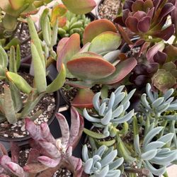 A Variety Of Succulent Plants 
