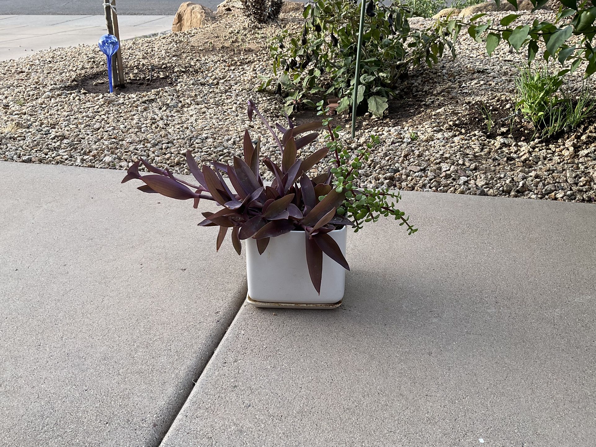 Ceramic Pot Flowers