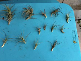 Air plants