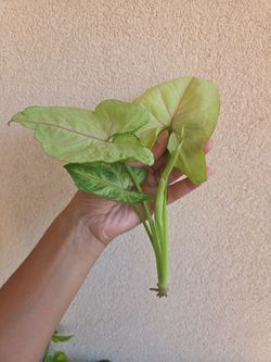 Plant Cutting