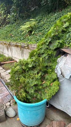 6’ Emerald Green Arborvitae