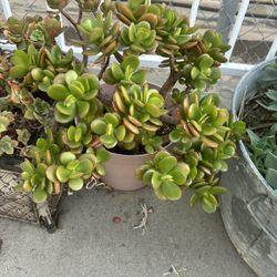Jade Plant Succulent