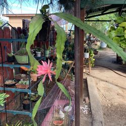 Epiphylium cactus plant Pink Flowers 