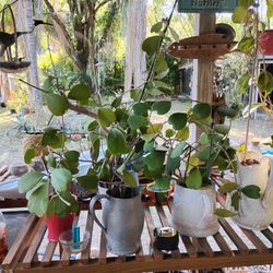 Plants Kerry Hoya. Succulents. Agave 