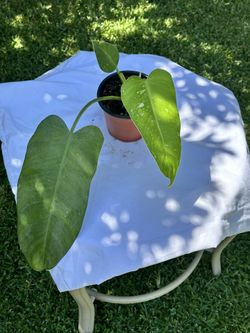 Philodendron Jose Buono