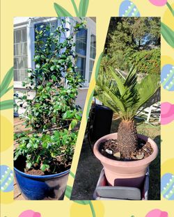 Buy BOTH @ $175 5' T Star Jasmine & 4' T Saga Palm