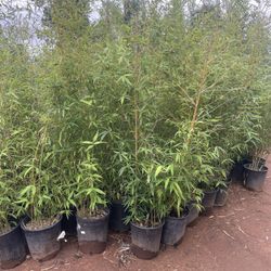 5 Gallon Size- Bamboo Plants- Approximately 4-6 Feet Tall- Multiple Varieties Available 