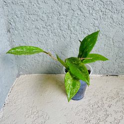 Hoya Pubicalyx  Splash  Plant 