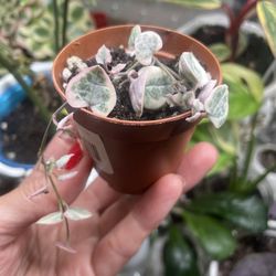 Variegated String Of Hearts House Plant  