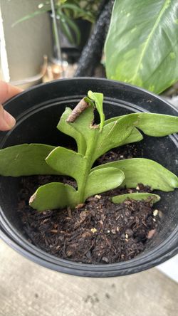 Fern leaf cactus