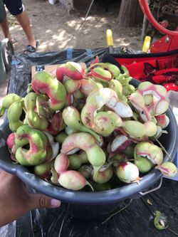 pics Guamuchiles For Sale guamuchiles for sale in los angeles ca
