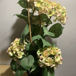 Decorative Plants With Vases