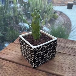 🌵 Boobie • Booby • Tiddy Cactus! Rare Plants • Cacti 🌵 
