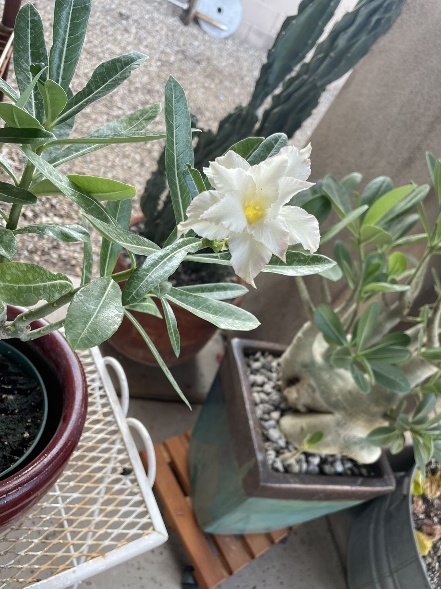 Perfect White Double Petal Desert Rose 🌹 