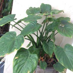 Home and garden, beautiful in or out door plant