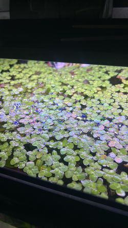 Red root floaters
