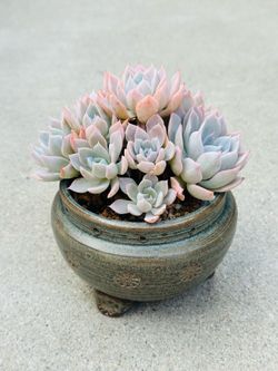 Succulents plants 🪴