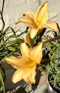 Day Lilly $10 each