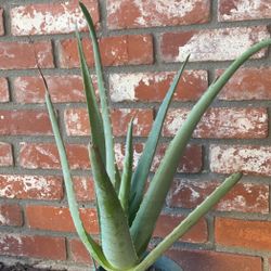 Aloe Vera Plants