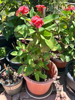 Crown Of Thorns (Large Flower)