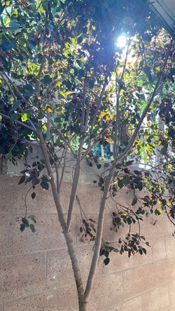 Tree/ plant cuttings