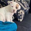 casper
