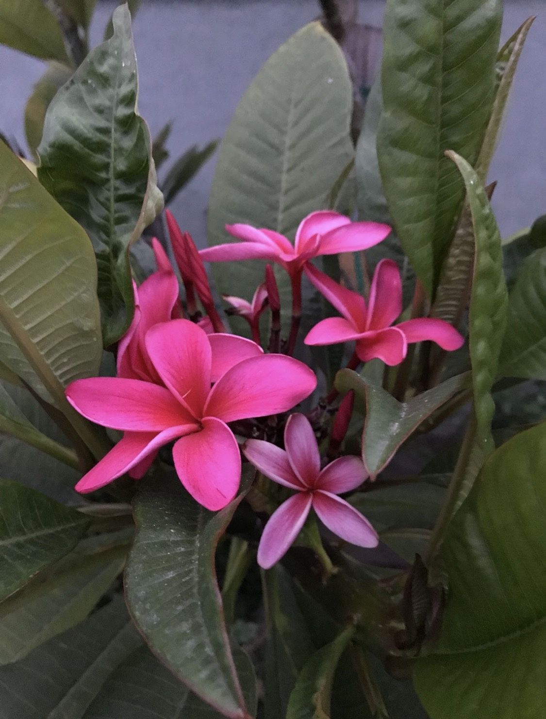 Established Plumeria deep red Scott Pratt