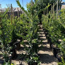 Ligustrum Waxleaf Privacy Hedge
