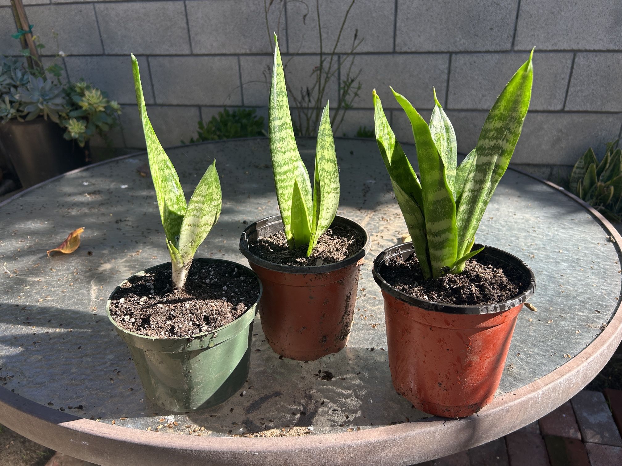 Mother Of Tongue (Snake Plant)