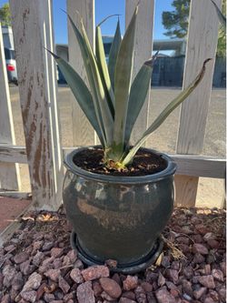 Outdoor Plant 🪴