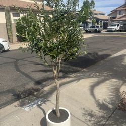 Faux 6.5' Olive Tree