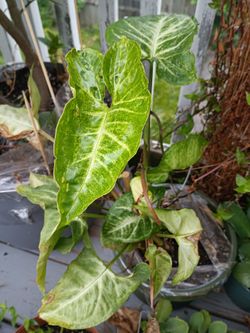 Singonium de Puerto Rico