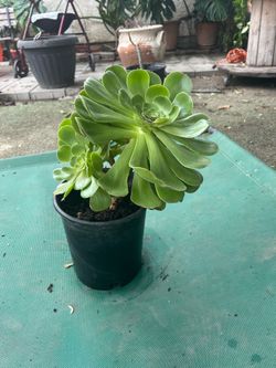 Succulent por $5 Dolls