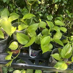 GOLDEN POTHOS PLANT 