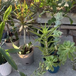 Various plants