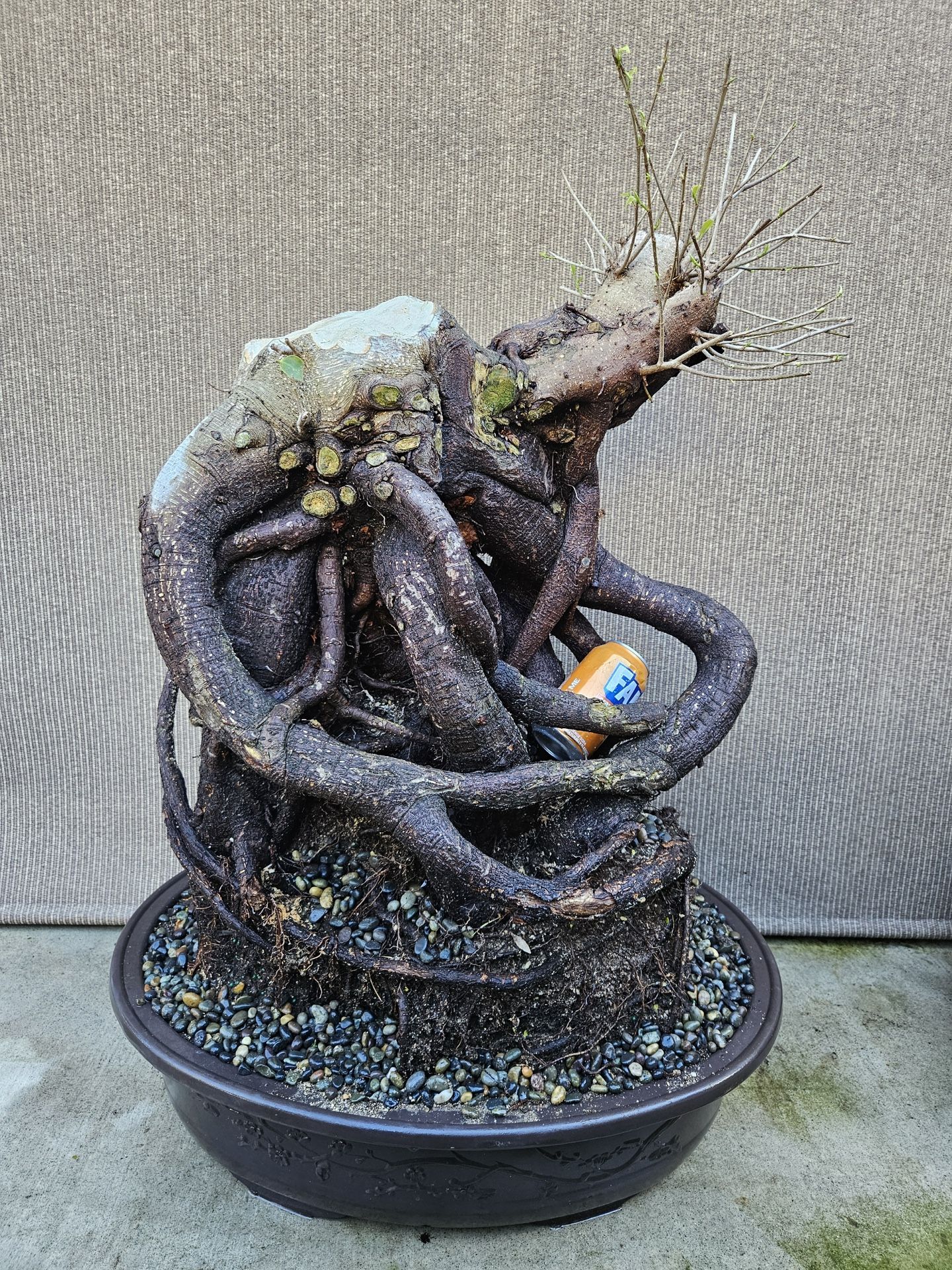 Old Ficus Benjamin Bonsai Tree . Outdoor and Indoor plant
