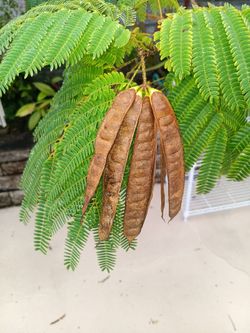 15 Pink Mimosa Tree Seeds