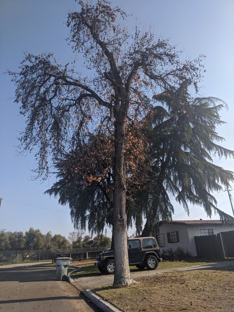 TREES