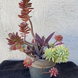 Succulents Planter 