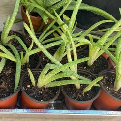 Variegated Aloe Vera plant/ Indoor Plant/ House Plant Cactus Succulent !
