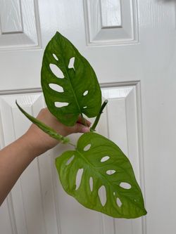 Monstera Adonsonii ( Large form) plant CUTTING