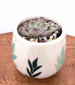 Succulent plant for sale 🪴