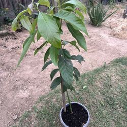 Tree - Young Avocado Plant on a 12” Pot. Over 4 Feet Tall. ONLY: $20 !!