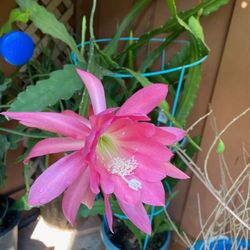 Pink Epiphyllum Orchid Cactus Plants