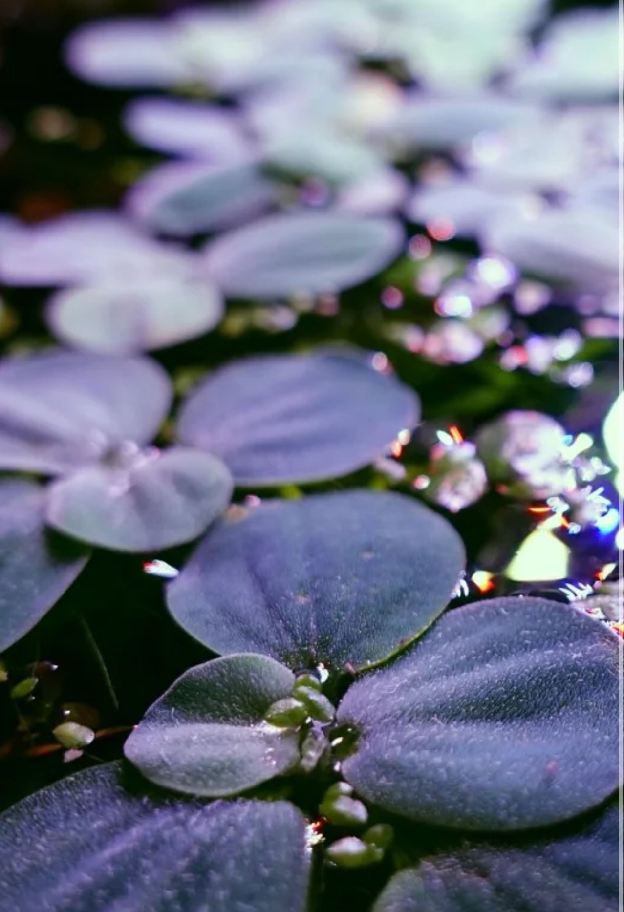 Dwarf Water Lettuce